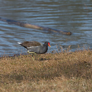 Teichhuhn
See im Marienbergpark/Nürnberg