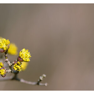 frühling