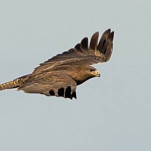 D71 5245 Bussard Vorbeiflug I