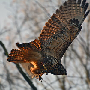 DSC 1404 Bussard 1000