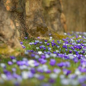 Krokus