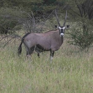 Eine Oryx Antilope beobachtet uns aus einiger Entfernung.