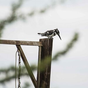 Ein Graufischer oder pied kingfisher hält Ausschau nach Beute.