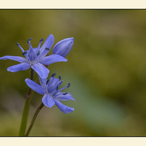 blausterne 2