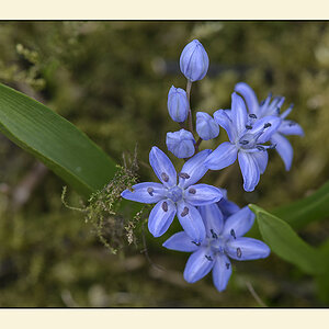 blausterne 4