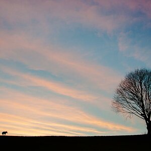 baum mit hund