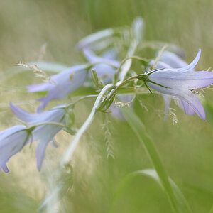 774900blumen