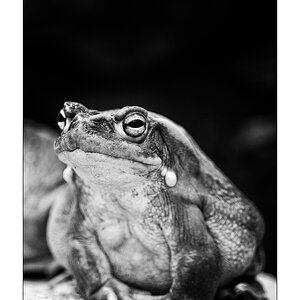 ZooPZ1 5621