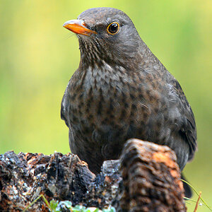 DSC 3348 Amsel