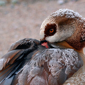 Nilgans leicht angefroren