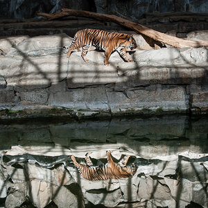 Tiger Spiegelung