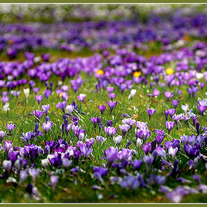 DSC 6160 Krokusse hell dunkel 1000 R