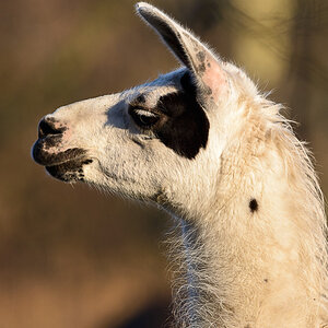 DSC 2497, ISO 180, 1/500 Sek. bei f/6,3, 600 mm