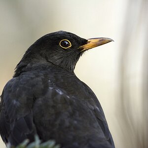 D71 2586 01