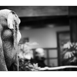 ZooPZ1 5534
