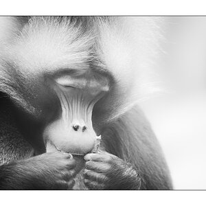 ZooPZ1 5537