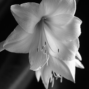 Amaryllis