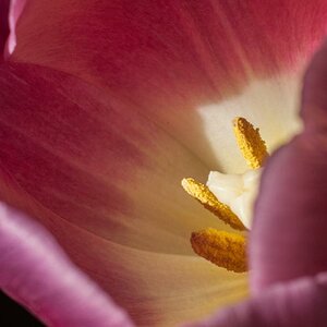 Tulpe bearbeitet 1