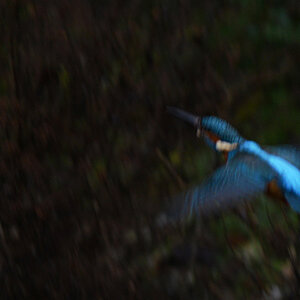 Eisvogel Flug klein