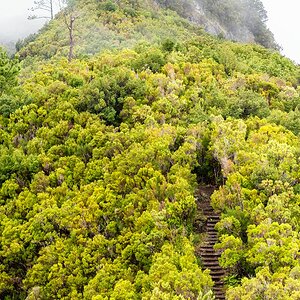Madeira (45)