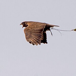 D71 5367 Bussard mit Nistmaterial