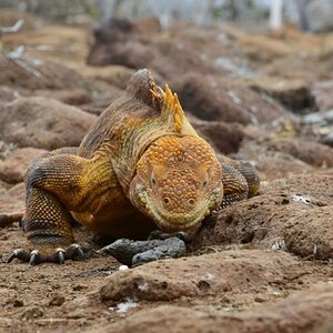 DSC7469   Kopie 117

Drusenkopf- aufgenommen in freier Wildbahn, Insel Seymour, Galapagos

Dieser Landleguan prüft am Kot der Dame seines Herzens, ob 