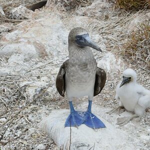 DSC7524   Kopie 118

Blaufußtölpel mit Küken
Aufgenommen in freier Wildbahn, Insel Seymour, Galapagos

Leider saßen Mutter und Kind hinter einem größe
