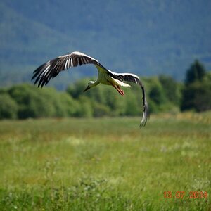 Storch im Flug