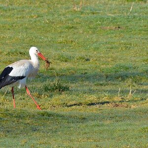 Storch 2015.04