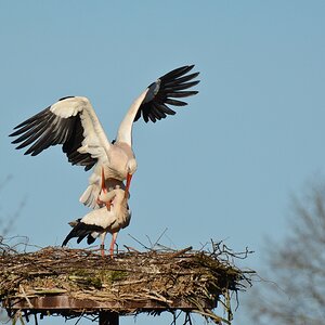 Storch 2015.12