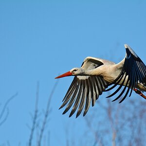 Storch 2015.27