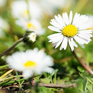 gaenseblume 1