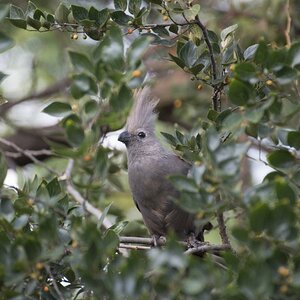 Ein grauer Schreivogel. Der Name ist Programm!