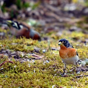 DSC 8437 Bergfink