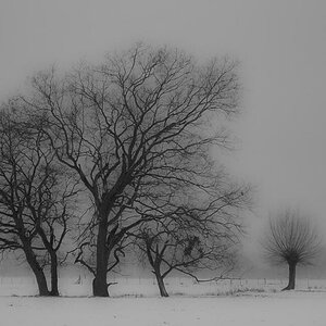 comp Wintergrau