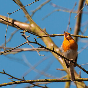 robin