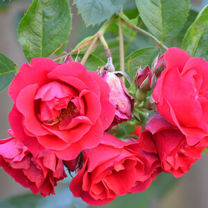 1Strauchrose