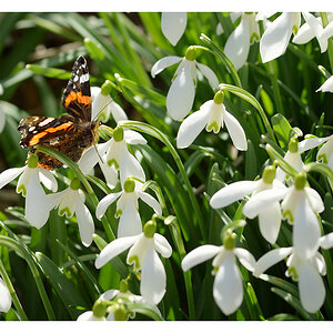 frühling