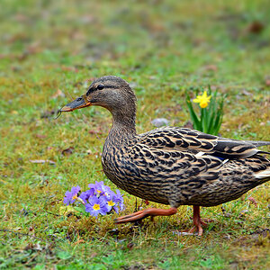DSC 4422 Stockente