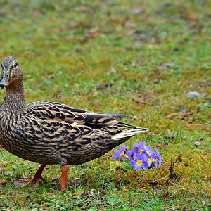 DSC 4424 Stockente