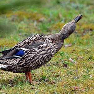 DSC 4425 Stockente