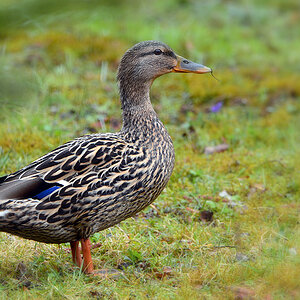 DSC 4426 Stockente