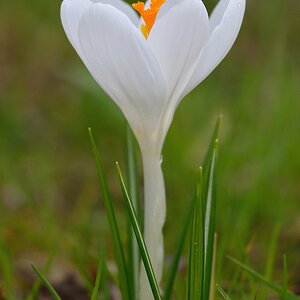 Krokus 032015 4
