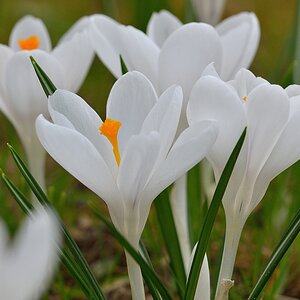 Krokus 032015 5