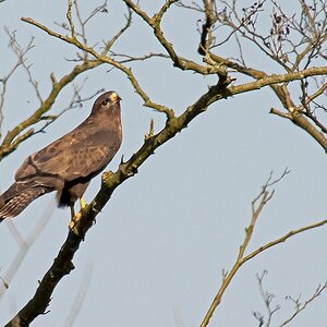 D71 5242 Bussard auf Baum II