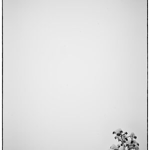 SchneePZ1 4812