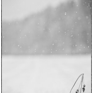 SchneePZ1 4821