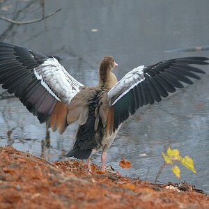 Nilgans 0862