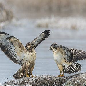 bussard 02