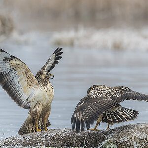 bussard 03